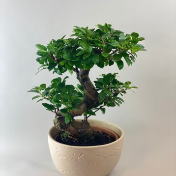 Taş Vazoda Bonsai