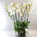 Vazoda 6 Dallı Beyaz Orkide