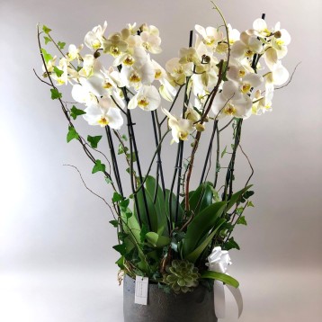 Vazoda 6 Dallı Beyaz Orkide