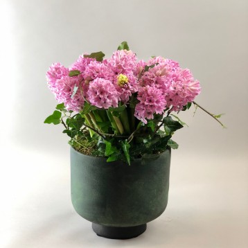 Vazoda Pembe Sümbüller