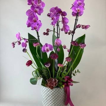 Velva Deluxe Orkide