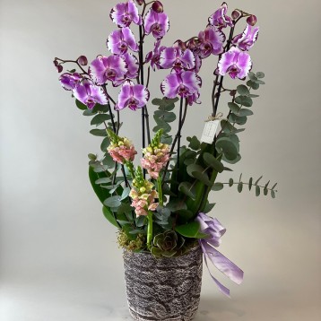 Viola Deluxe Orkide