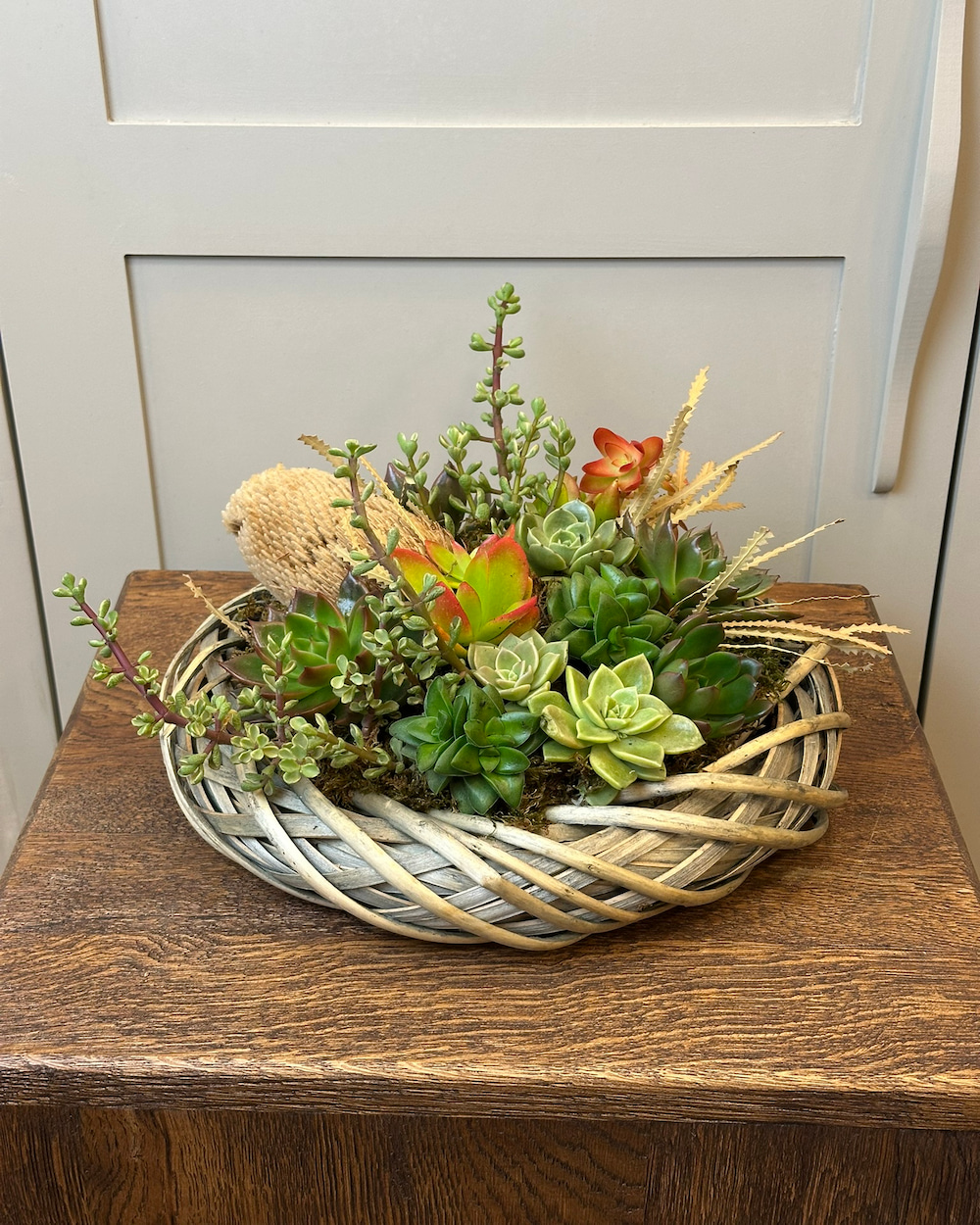 Fulda Sukulent Aranjman
