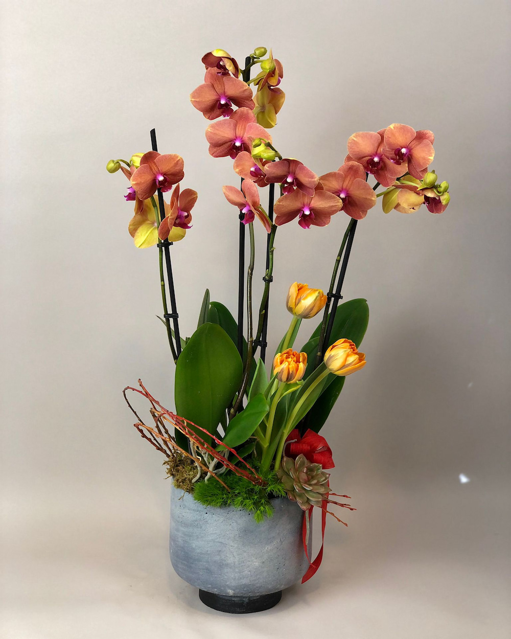 Gorbia Turuncu Elegance Orkide