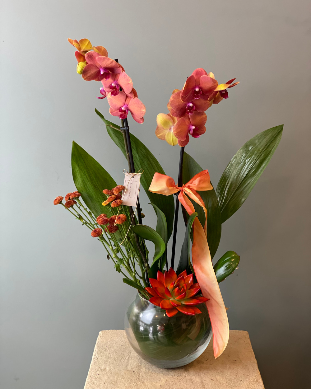 Ribera Turuncu Orkide