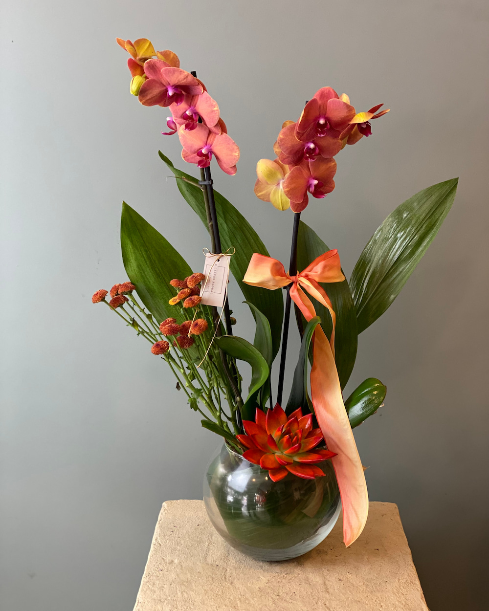 Orkide e itleri Ve Fiyatlar Bleaves Floral Orkide e itleri Ve Fiyatlar Bleaves Floral
