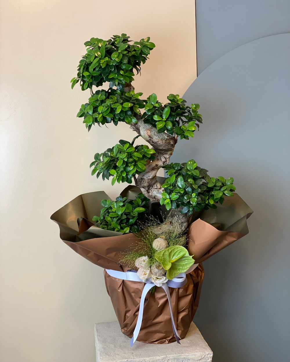 S Gövdeli Bonsai