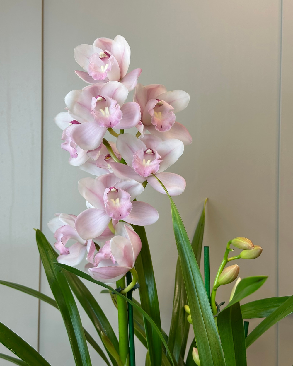 Saksıda Cymbidium Orkide