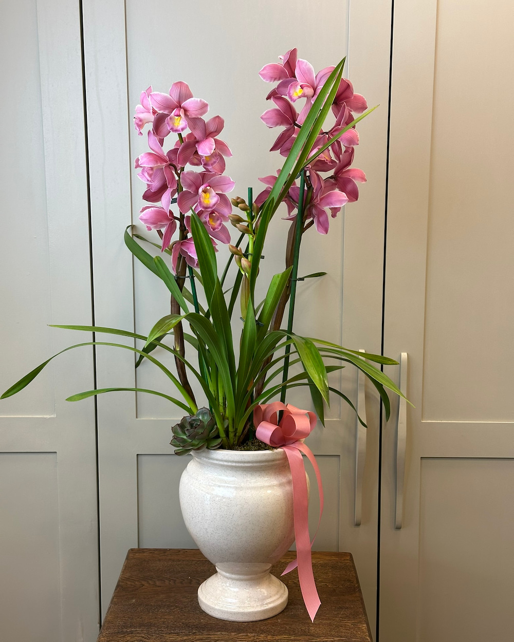 Saksıda Fuşya Cymbidium Orkide