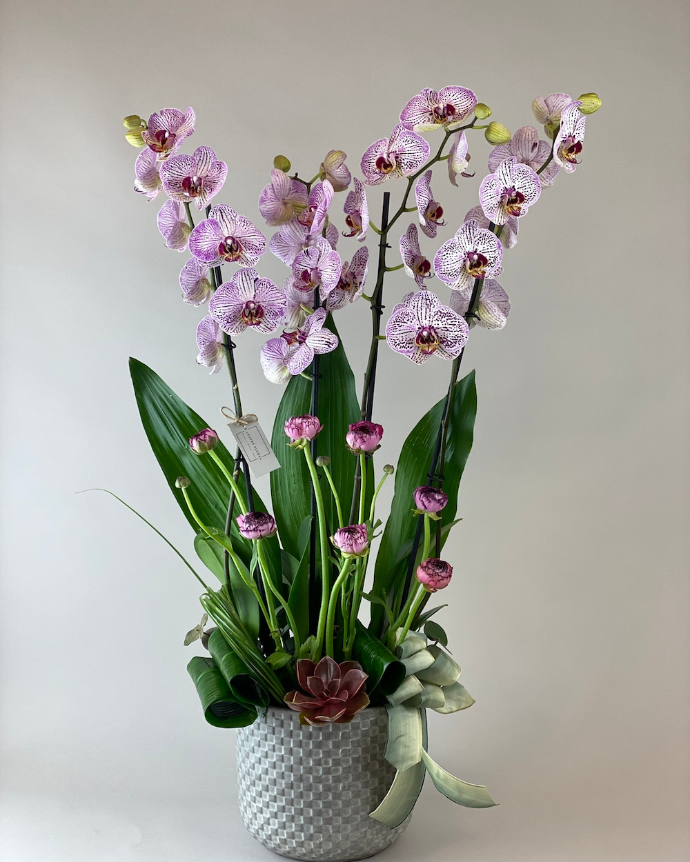 Orkide e itleri Ve Fiyatlar Bleaves Floral Orkide e itleri Ve Fiyatlar Bleaves Floral