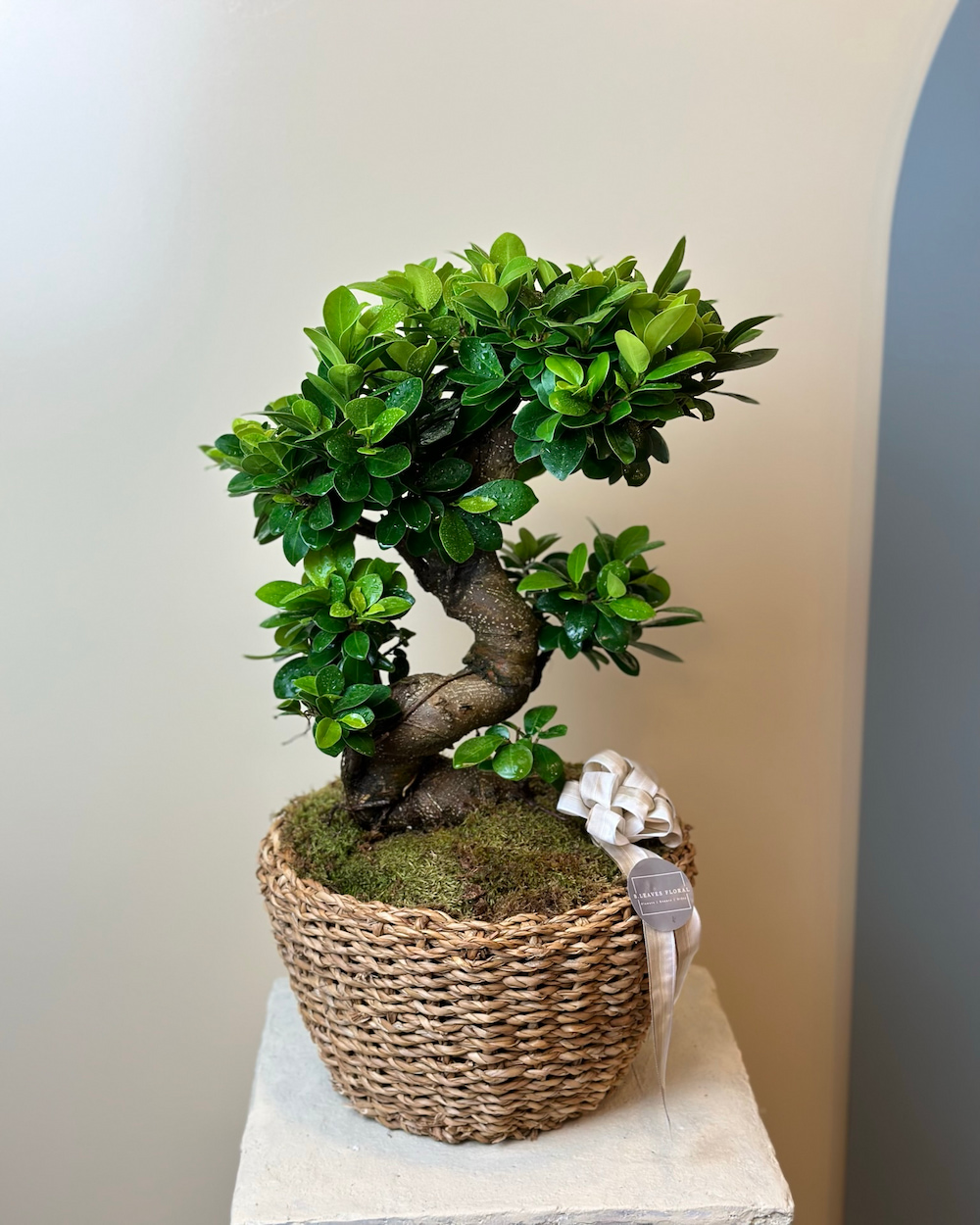 Sepette Bonsai