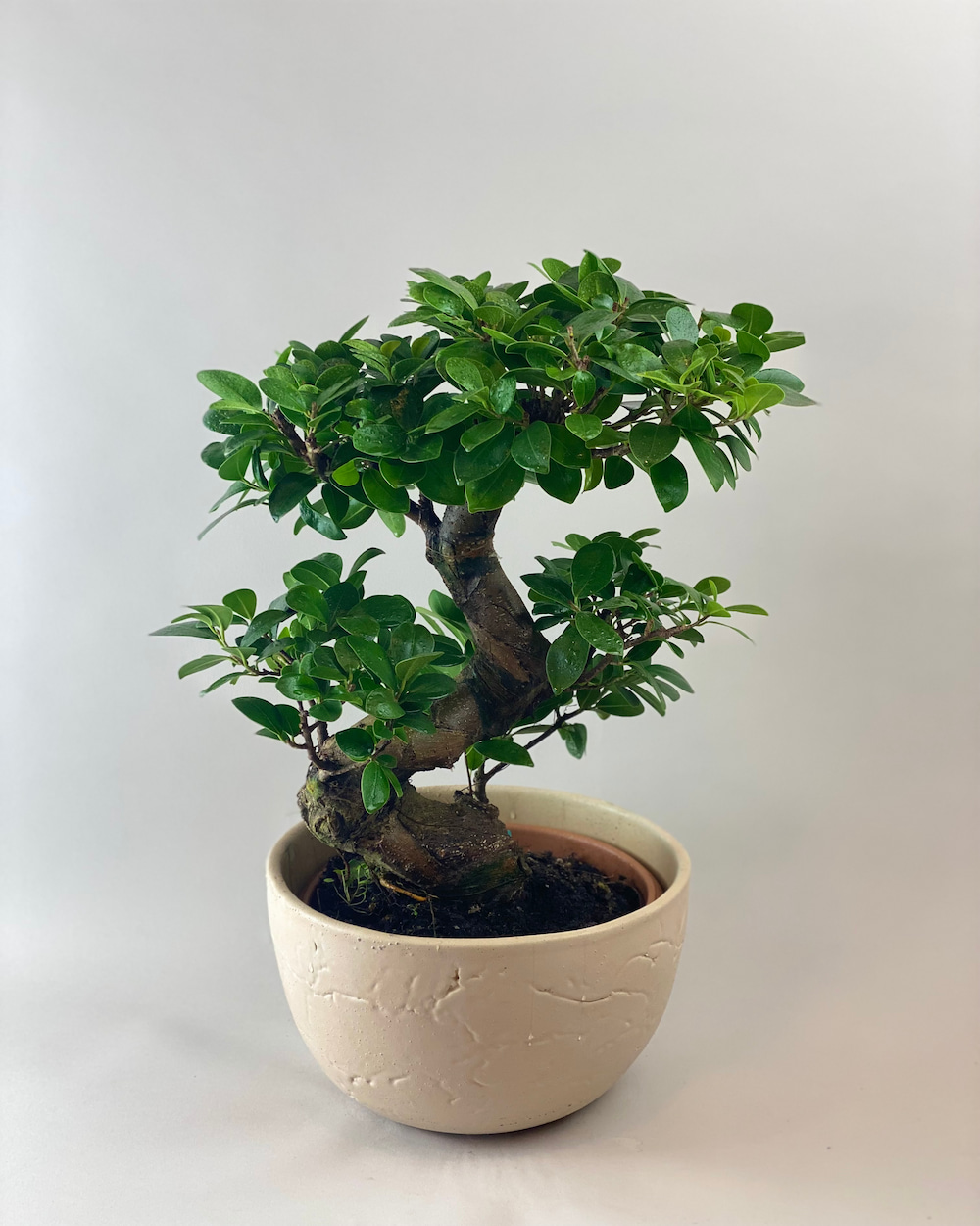 Taş Vazoda Bonsai