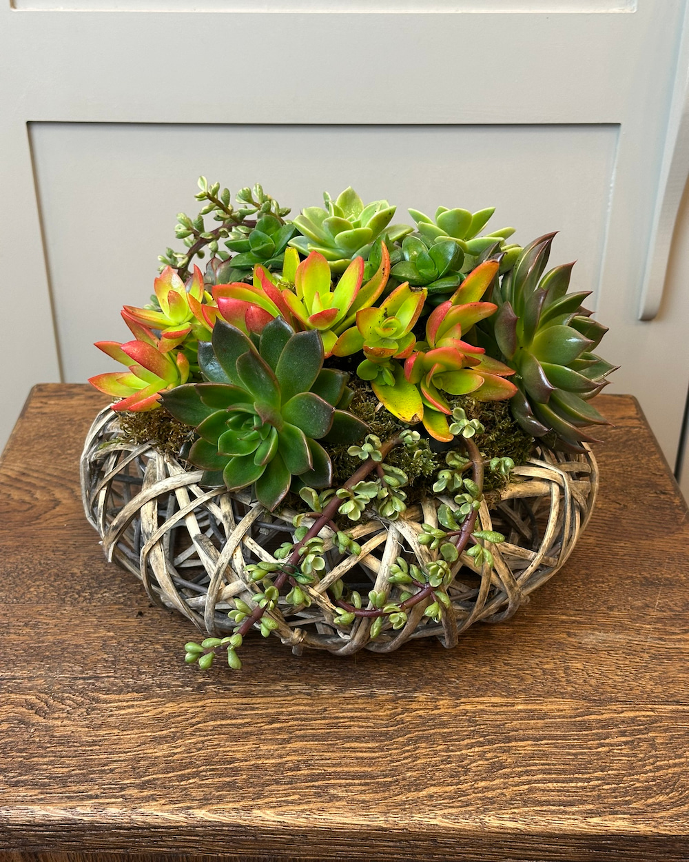 Unna Sukulent Aranjman