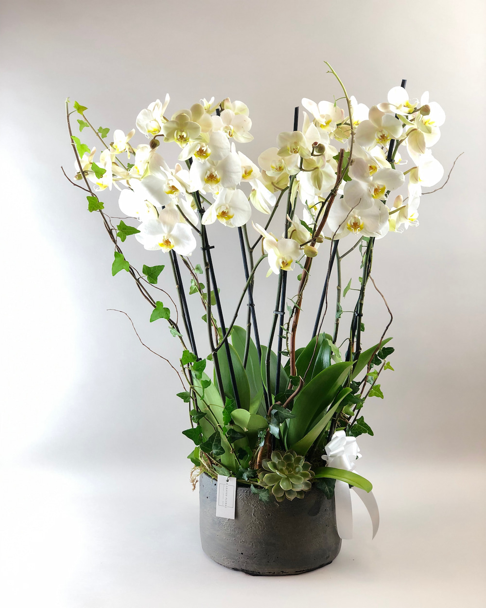Vazoda 6 Dallı Beyaz Orkide