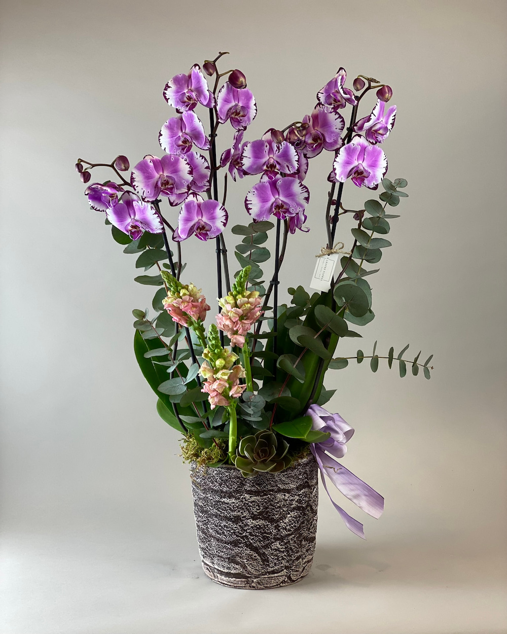 Viola Deluxe Orkide