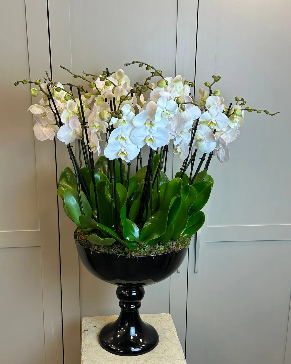 Alte 18 Dal Beyaz Orkide