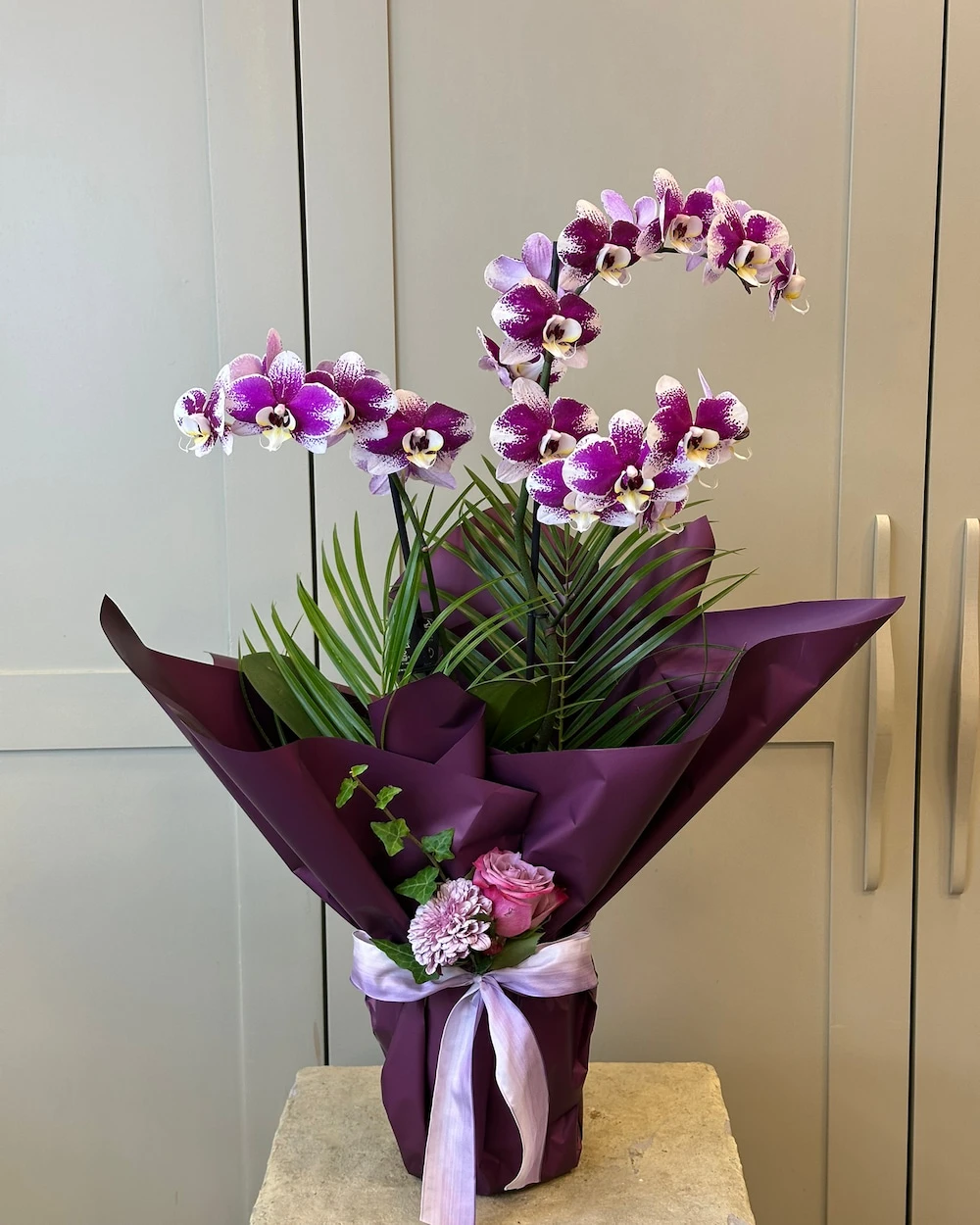 Amer Deluxe Mor Benekli Orkide