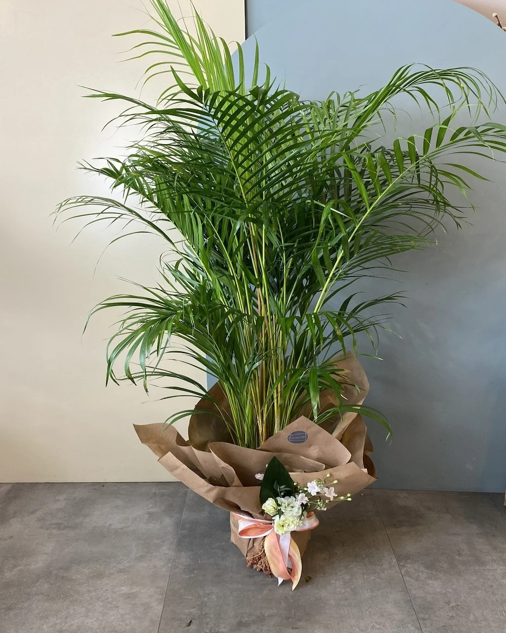 Areka Palmiyesi 180 Cm