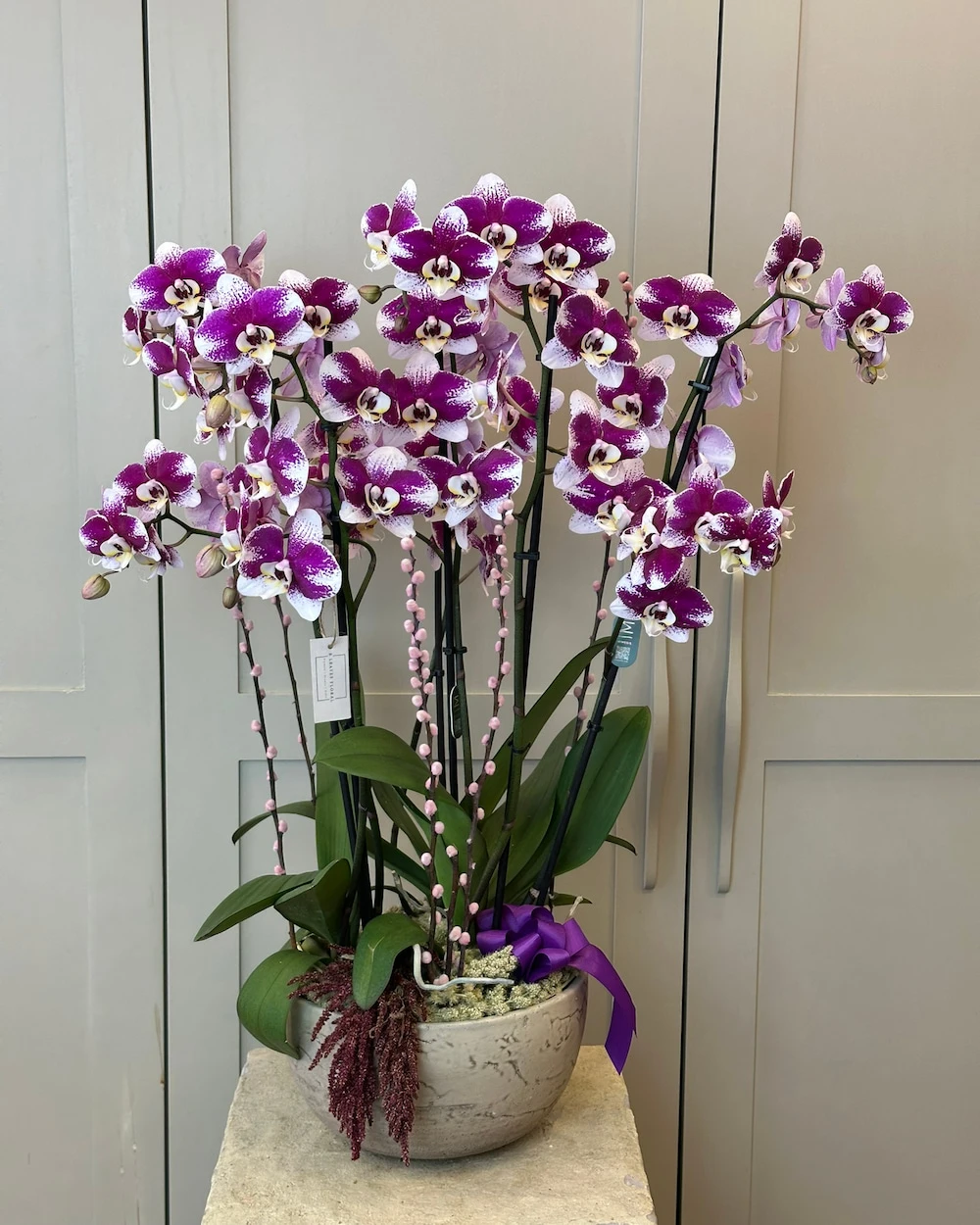 Avia 6 Dal Mor Benekli Orkide