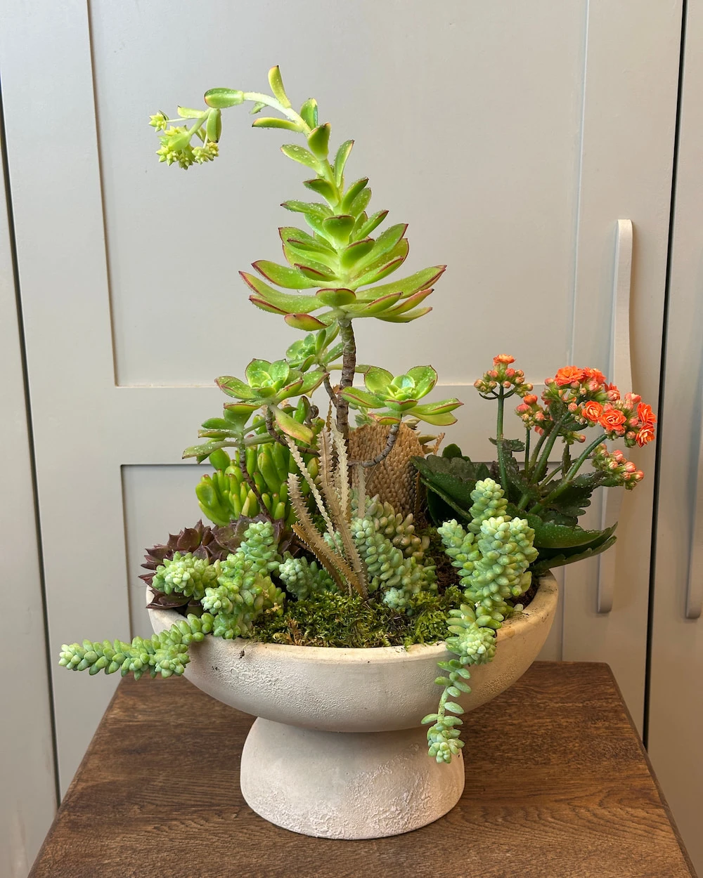 Ayaklı Vazoda Sukulent Çeşitleri