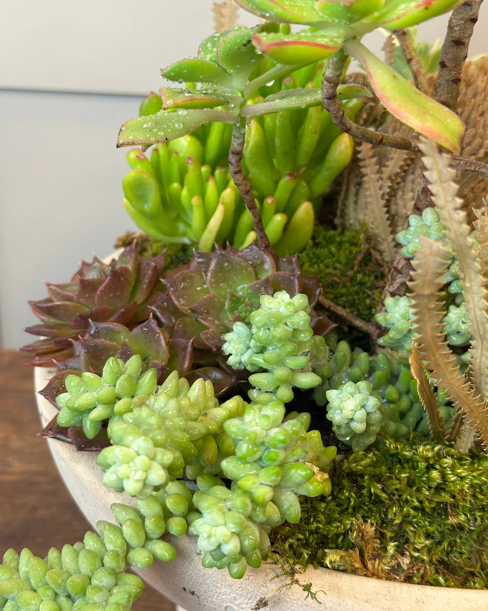 Ayaklı Vazoda Sukulent Çeşitleri