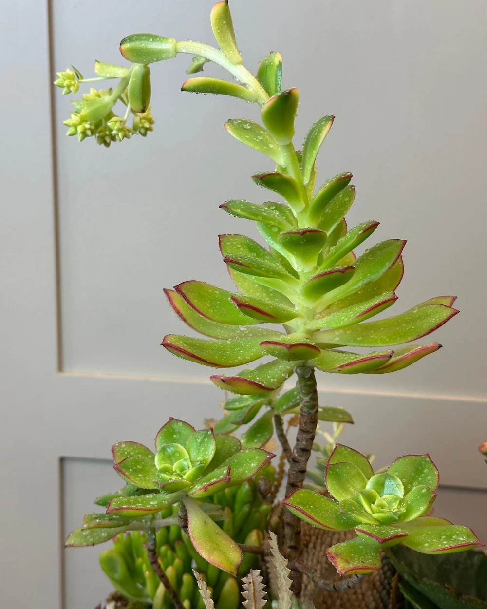 Ayaklı Vazoda Sukulent Çeşitleri