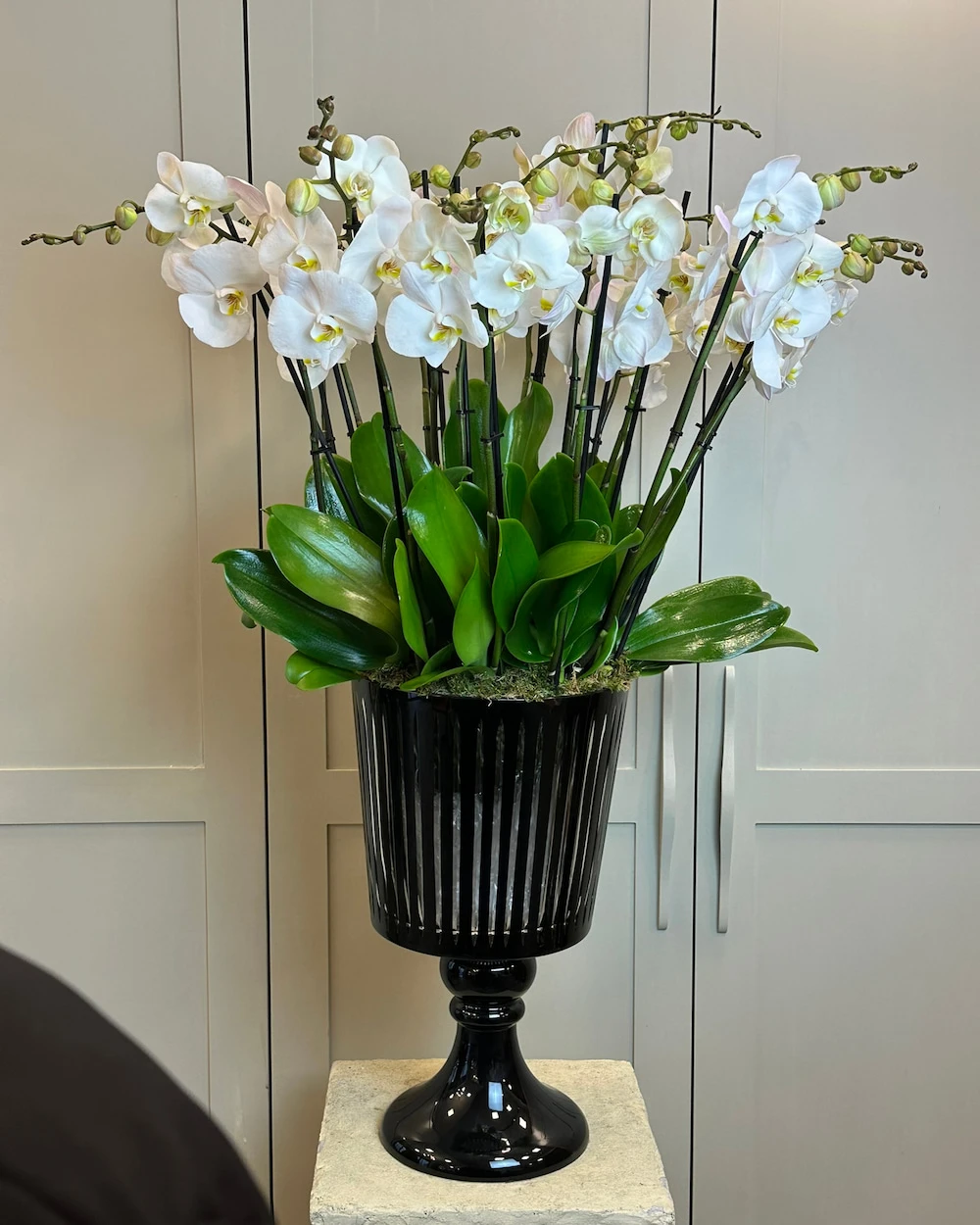 Borba 14 Dal Beyaz Orkide