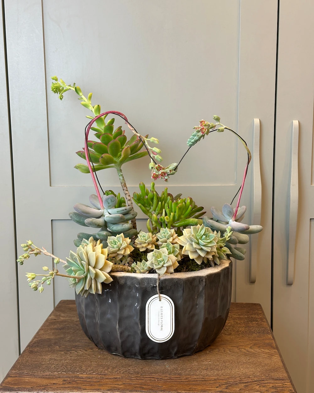 Dekoratif Sukulent Çeşitleri