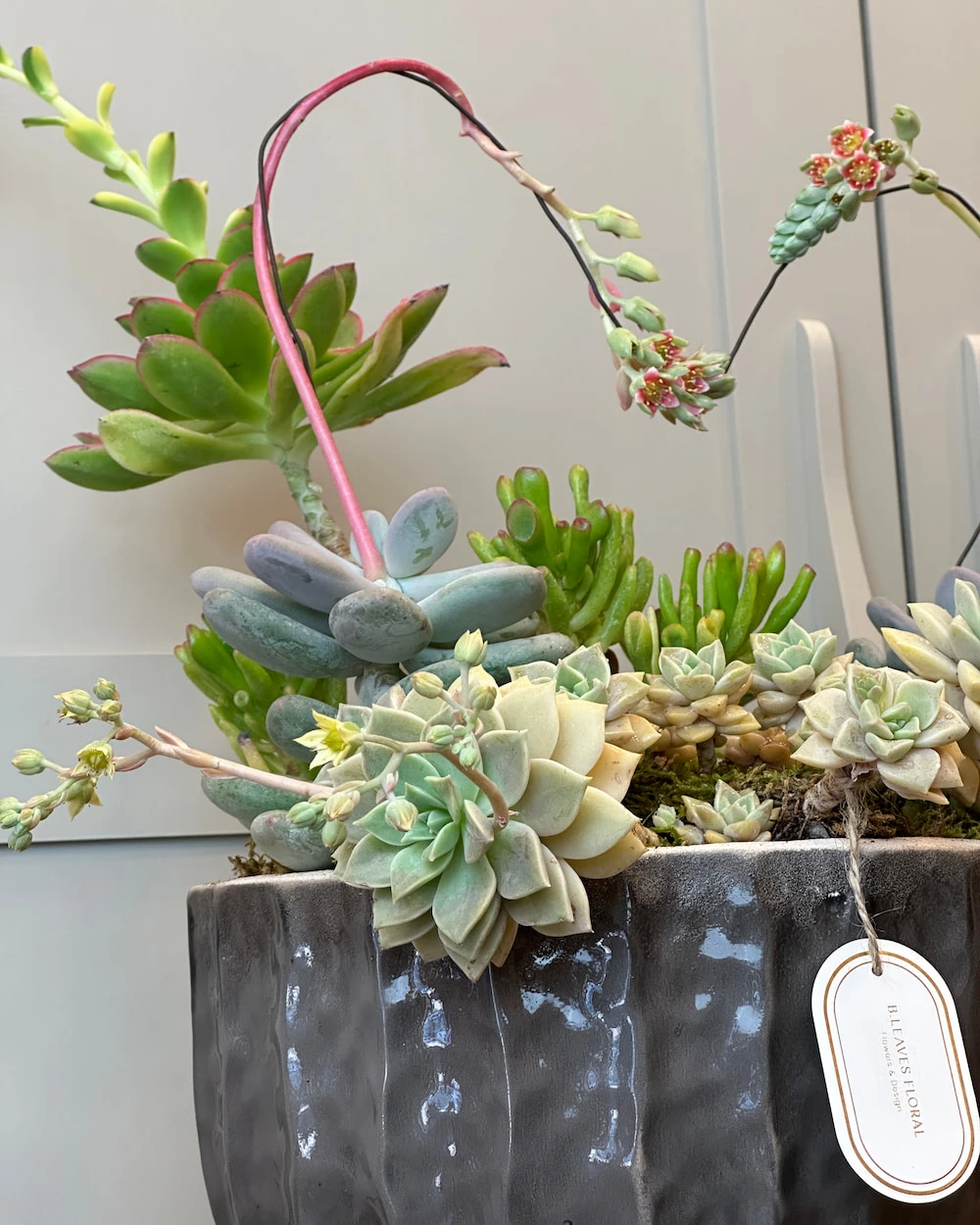 Dekoratif Sukulent Çeşitleri