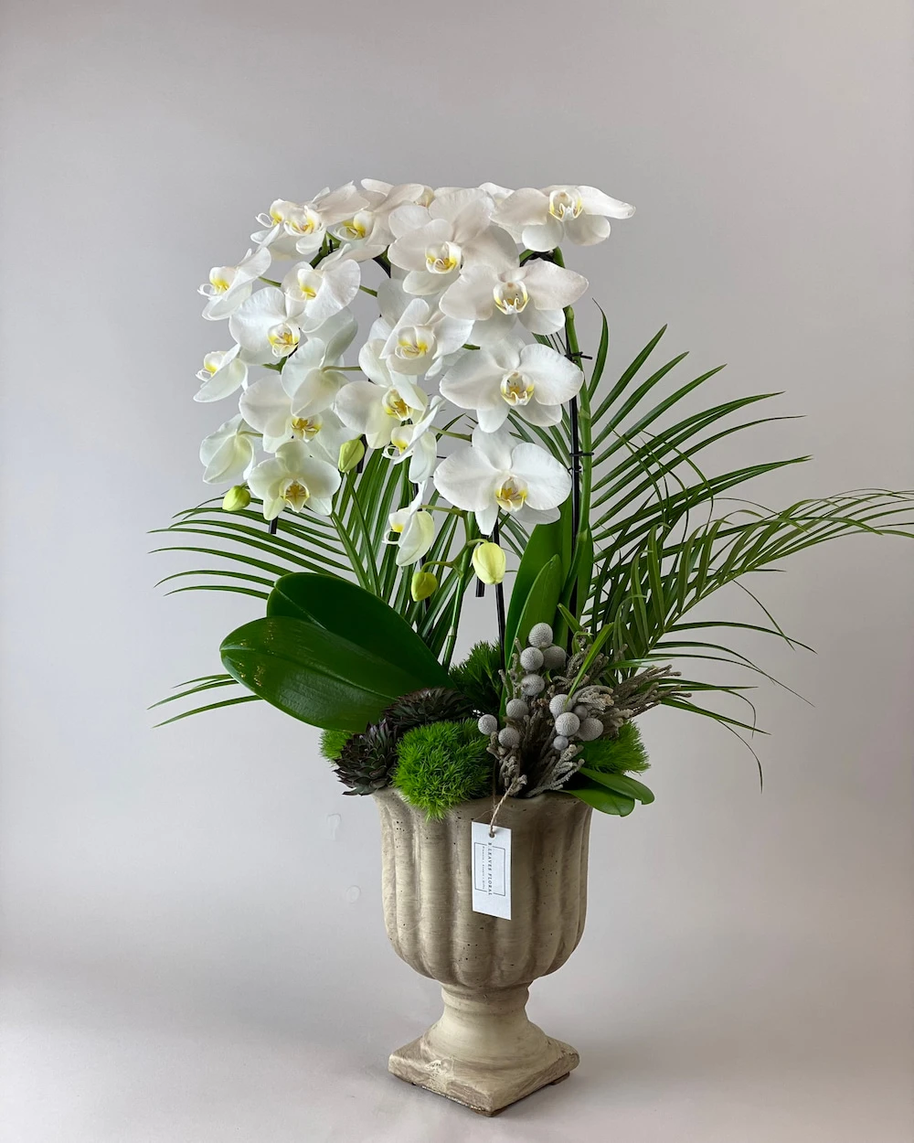 Elegance Beyaz Orkide