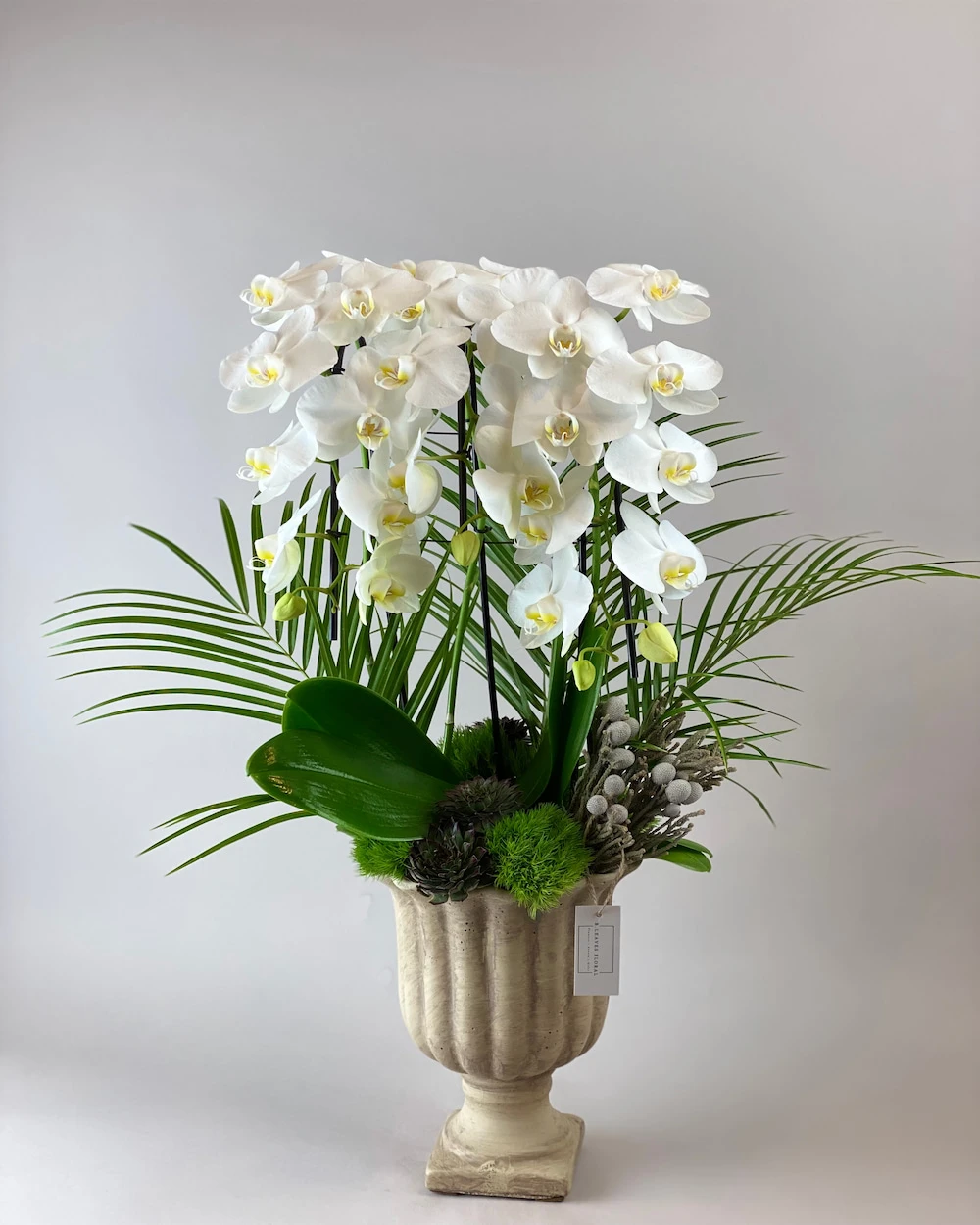Elegance Beyaz Orkide