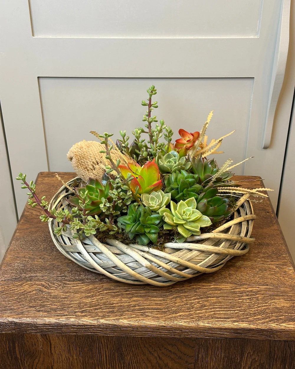Fulda Sukulent Aranjman