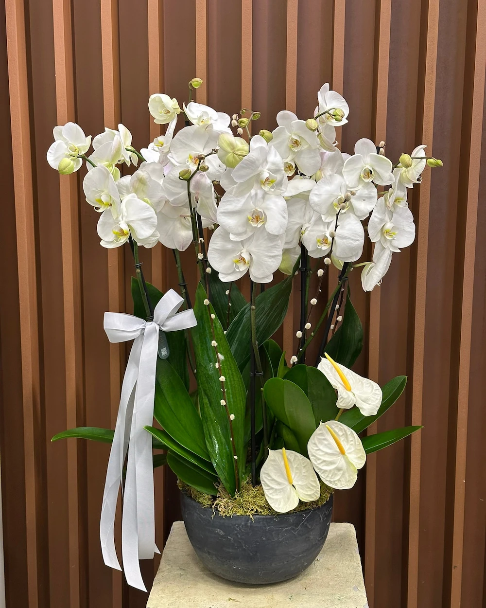 Galve 8 Dal Beyaz Orkide