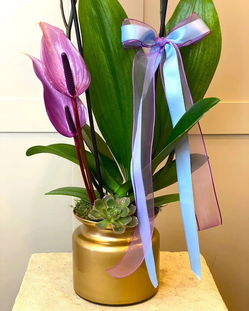 Azul Rosa 2 dallı Orkide