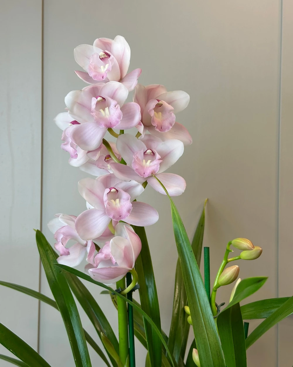 Saksıda Cymbidium Orkide