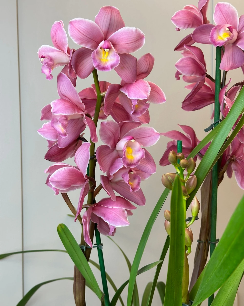 Saksıda Fuşya Cymbidium Orkide