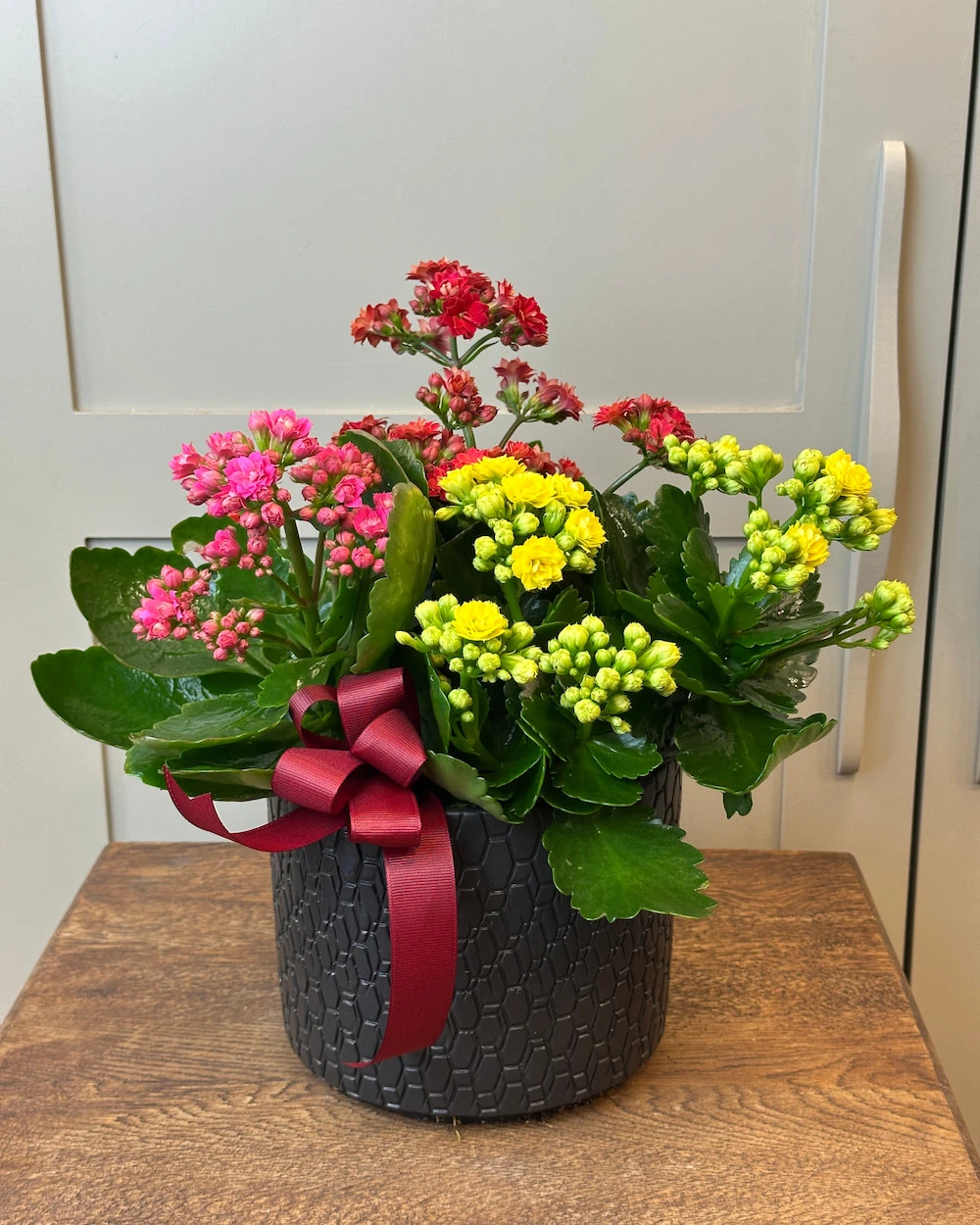 Saksıda Kalanchoe Çeşitleri