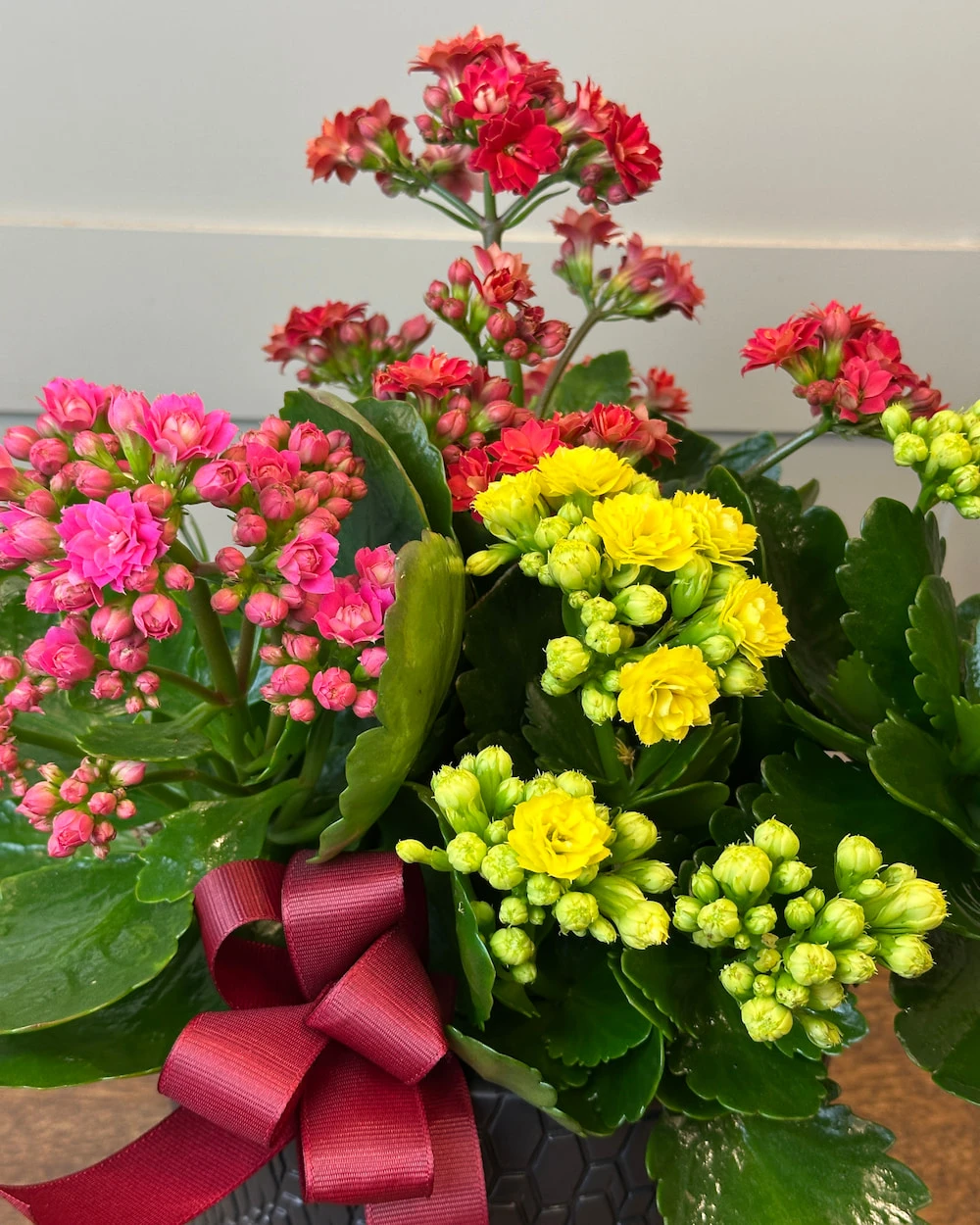 Saksıda Kalanchoe Çeşitleri