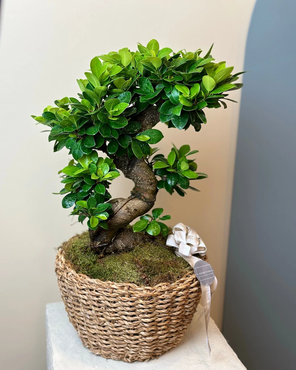Sepette Bonsai