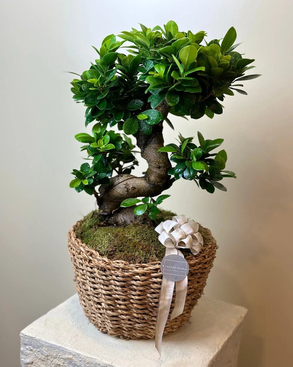 Sepette Bonsai