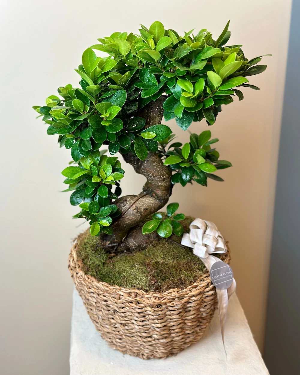 Sepette Bonsai