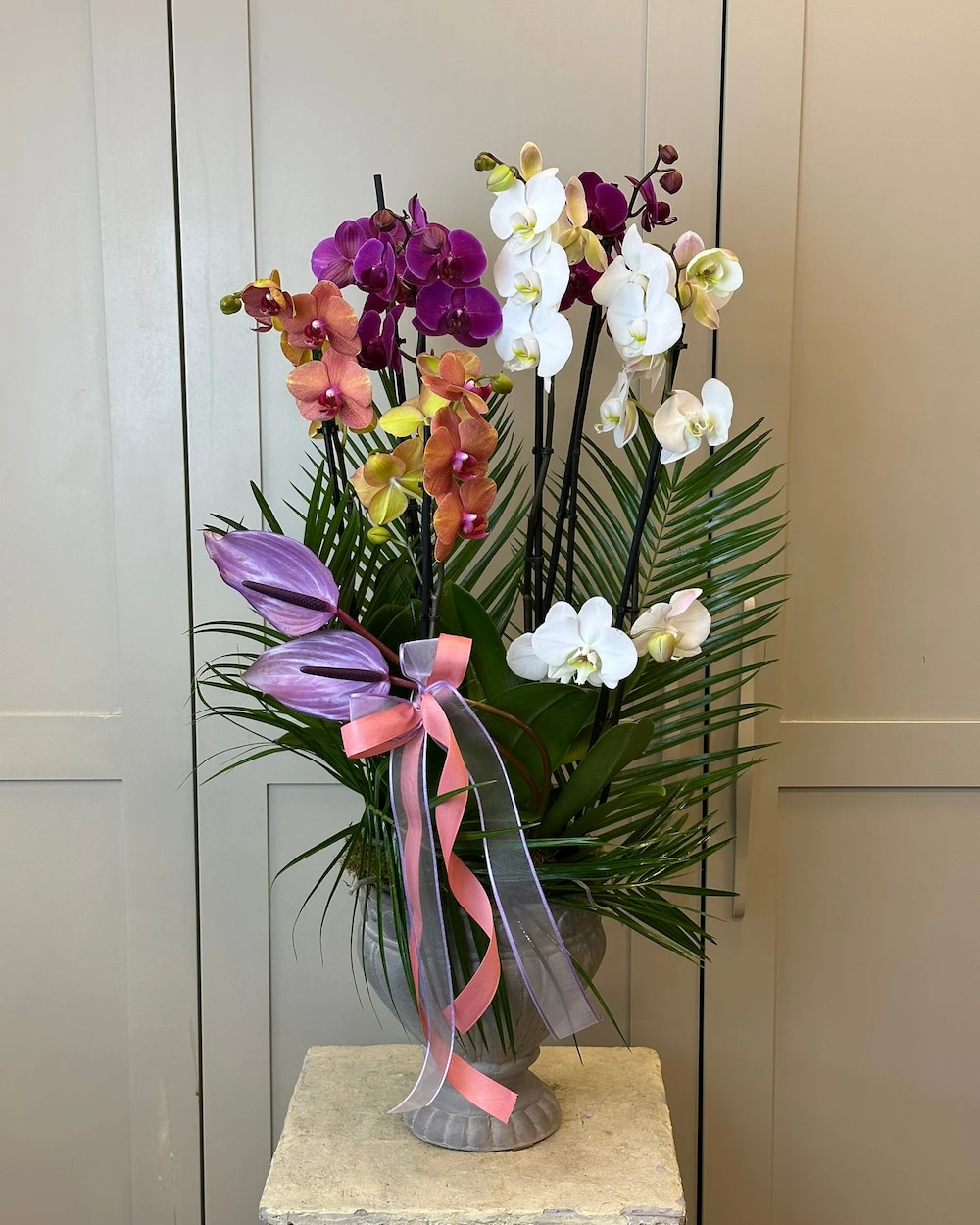 Solivel 6 Dal Renkli Orkide