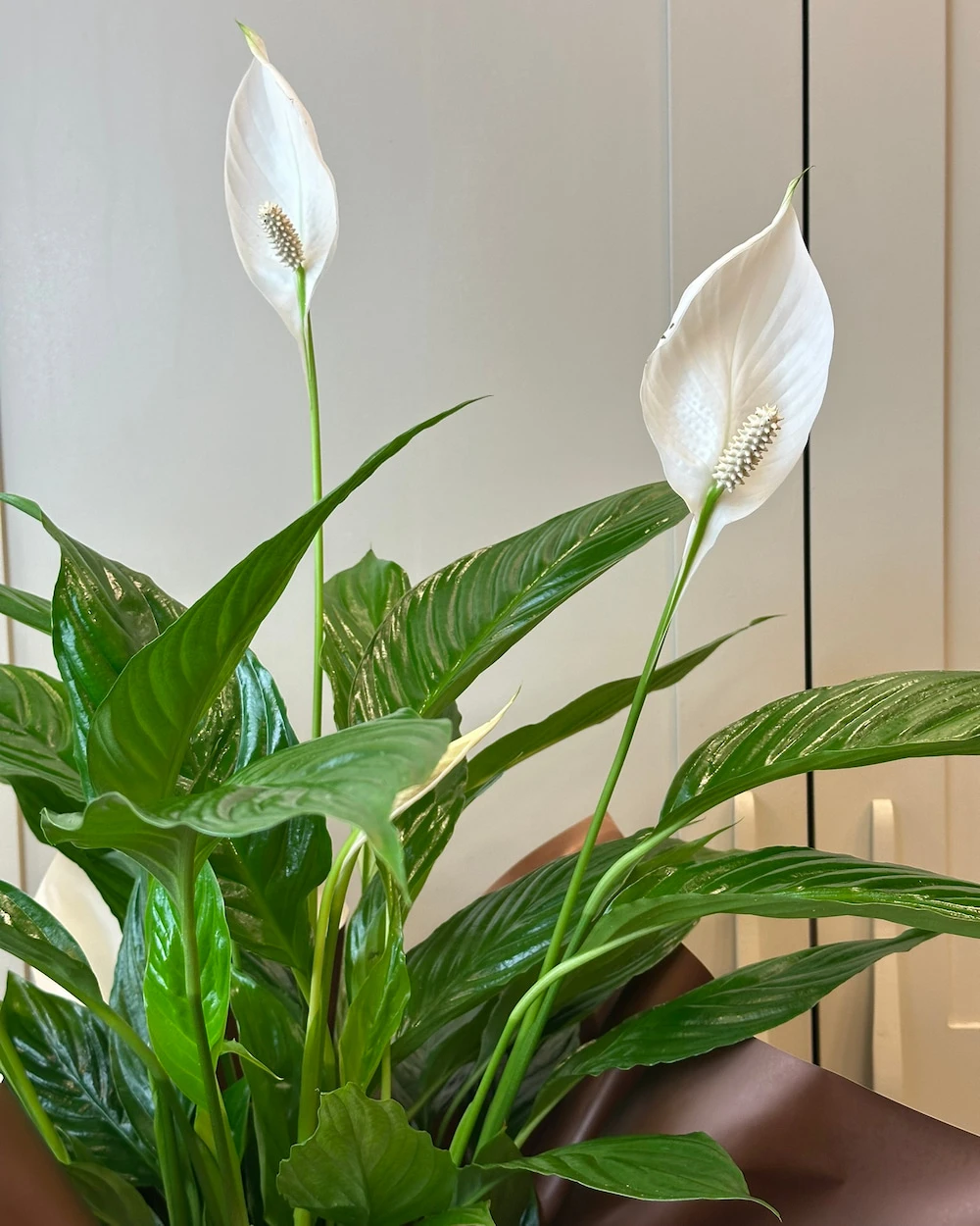 Spathiphyllum Bitkisi