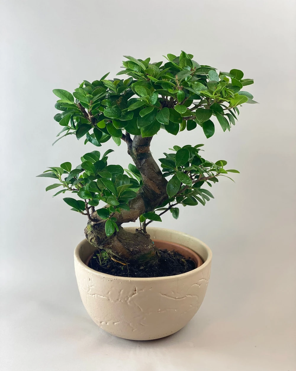 Taş Vazoda Bonsai