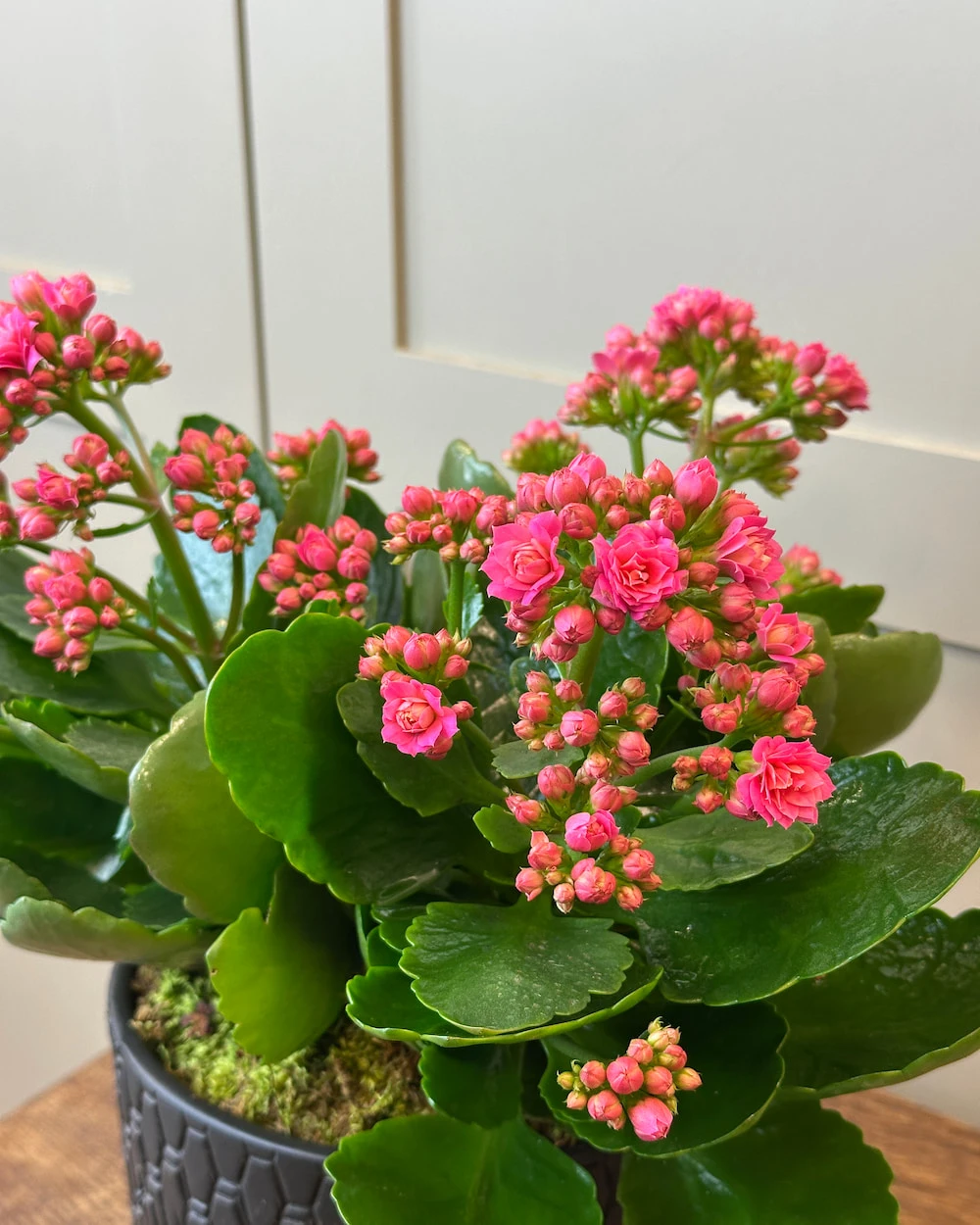 Vazoda 3'lü Pembe Kalanchoe