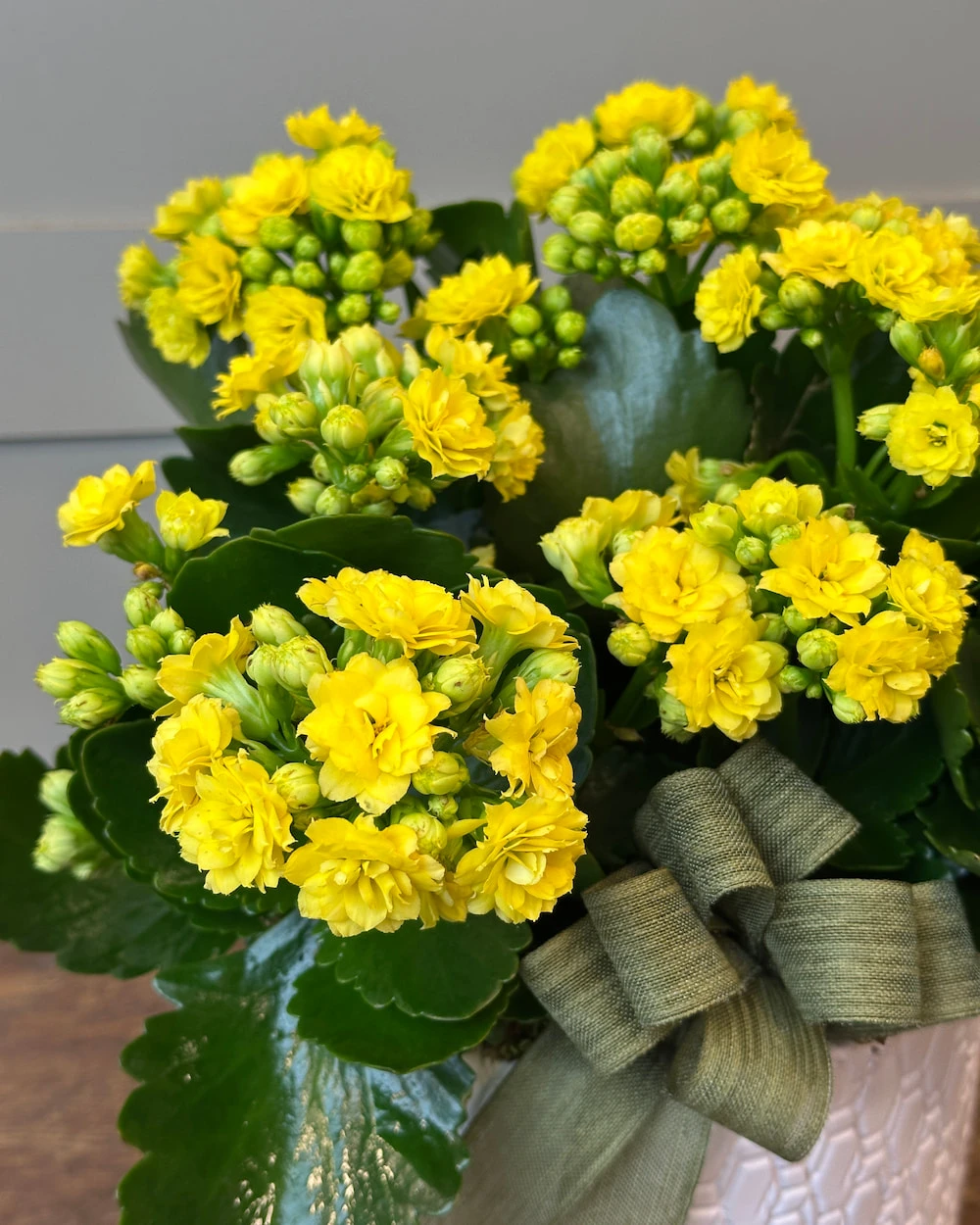 Vazoda 3'lü Sarı Kalanchoe