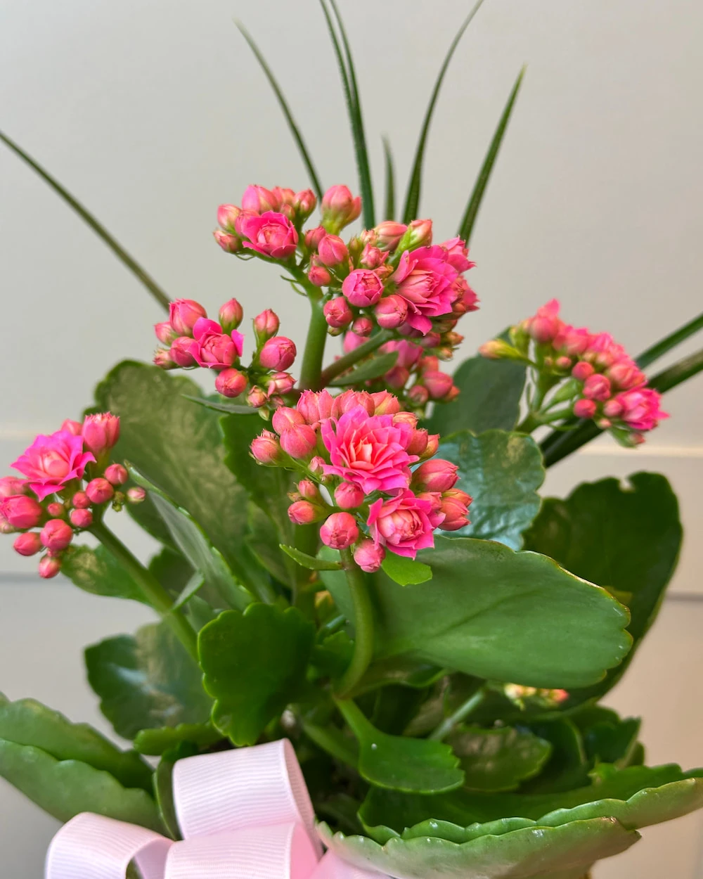 Vazoda Pembe Kalanchoe