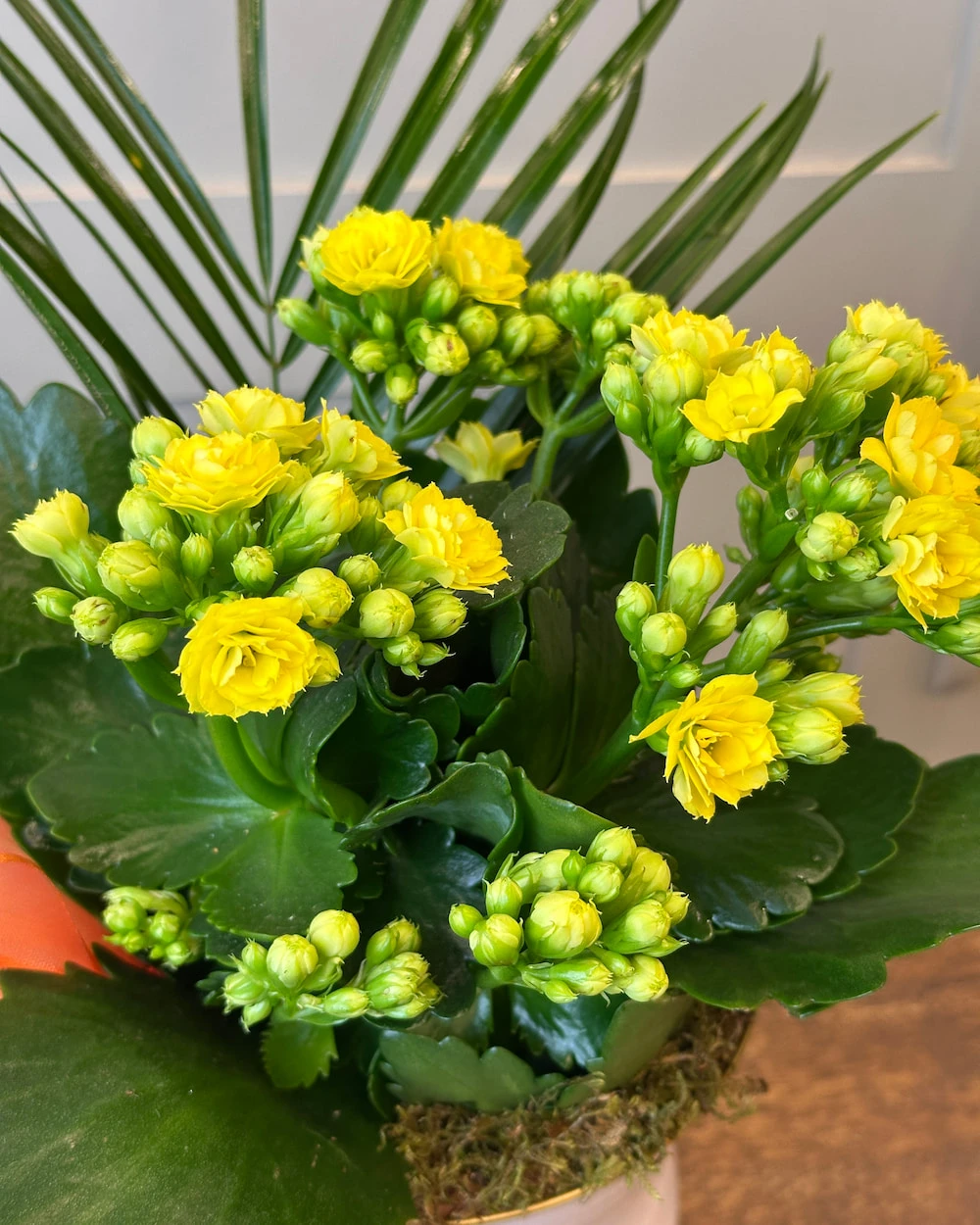 Vazoda Sarı Kalanchoe