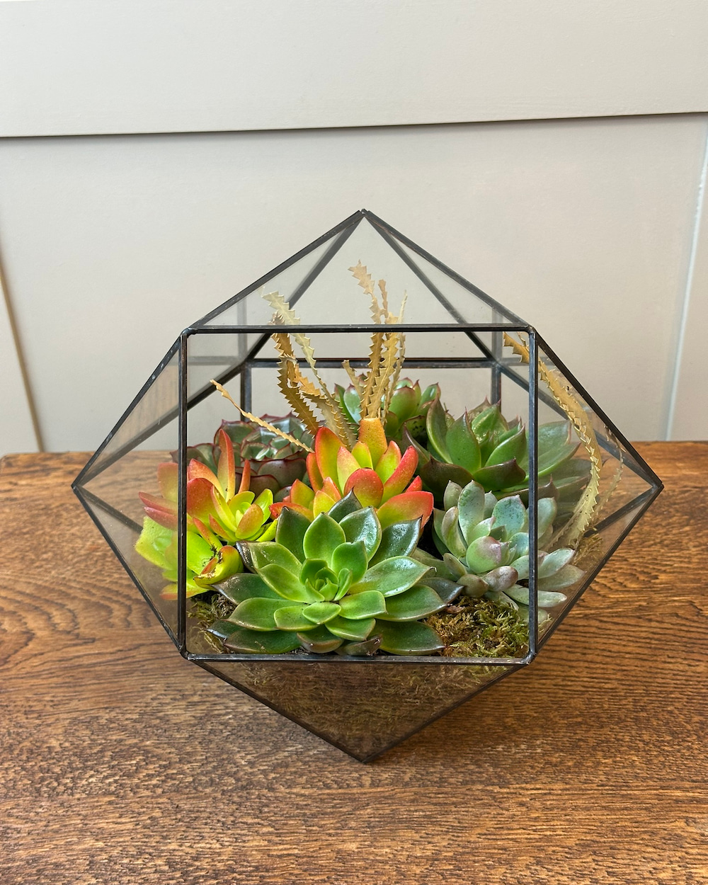 Werl Sukulent Aranjman